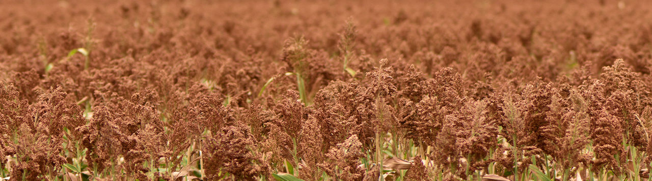 Sorgo