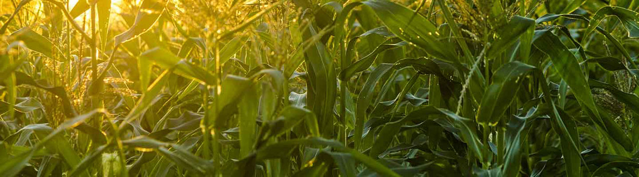 Corn field