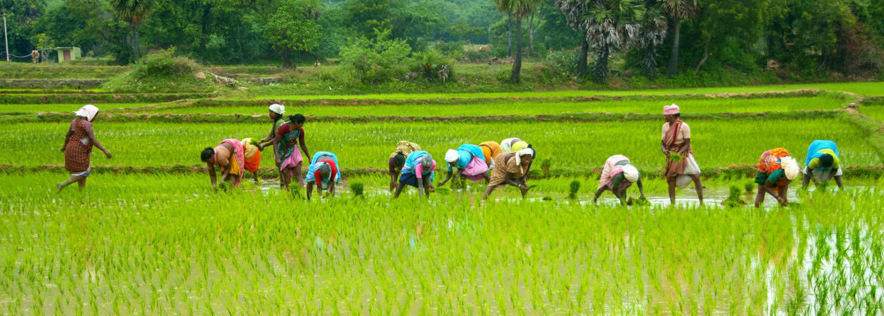 paddy field
