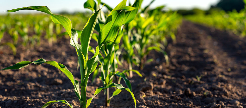 Plantas de milho em estágio inicial de desenvolvimento foliar em um campo agrícola. A imagem mostra fileiras de mudas de milho crescendo em solo preparado, com um fundo desfocado de vegetação verde. A cena é iluminada pela luz do sol, destacando o crescimento saudável e promissor das plantas, simbolizando práticas agrícolas eficazes e a vitalidade do cultivo de milho.