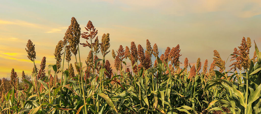 Pulgão Amarelo no Sorgo