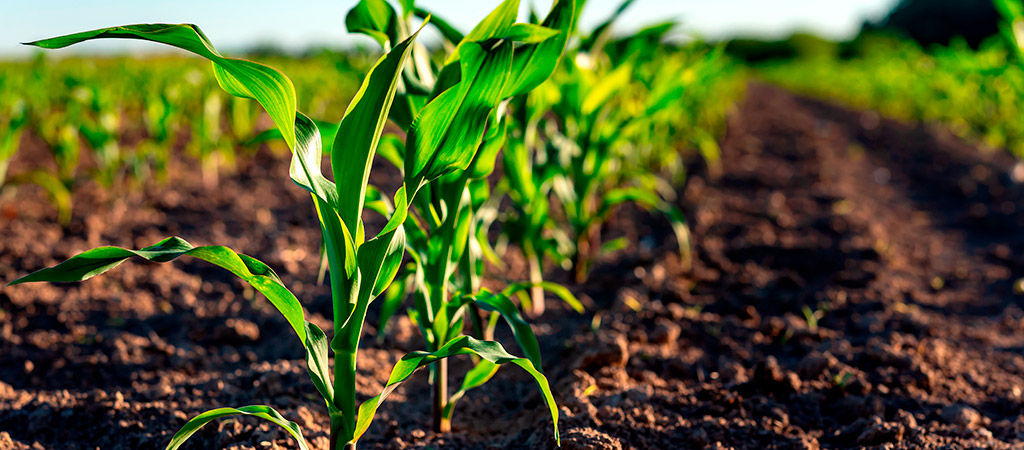 Plantas de milho em desenvolvimento no campo.