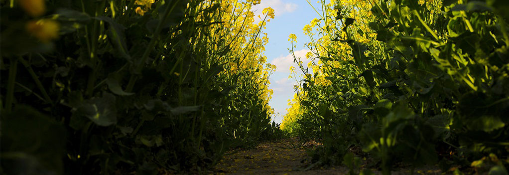 canola rows