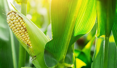 Corn 2