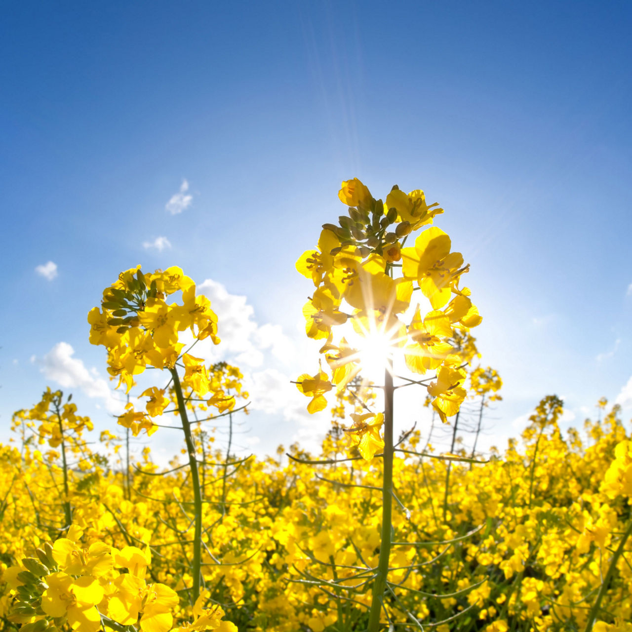 Canola field