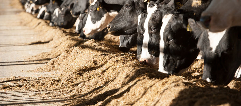 Bovinos se alimentam de silagem