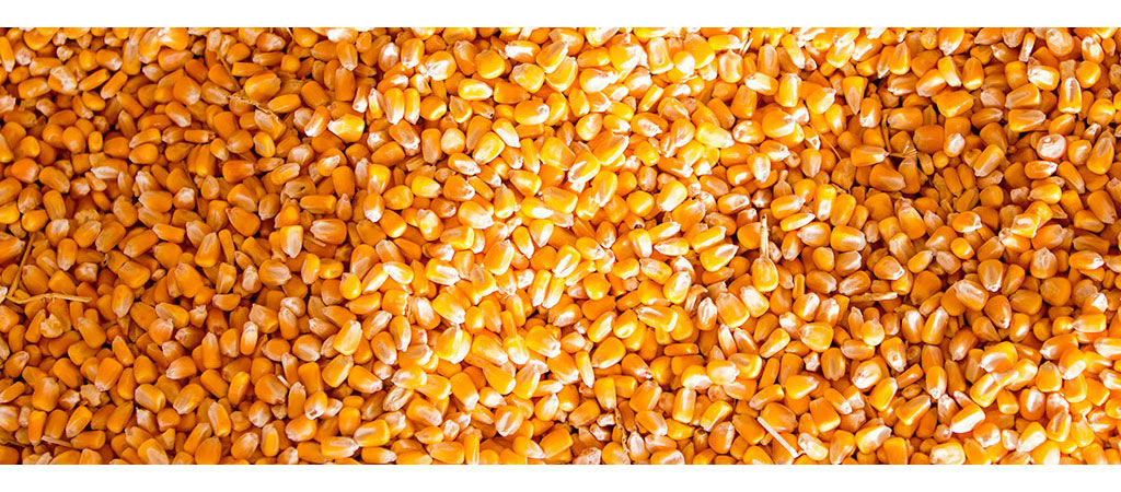 Corn Yield Estimator