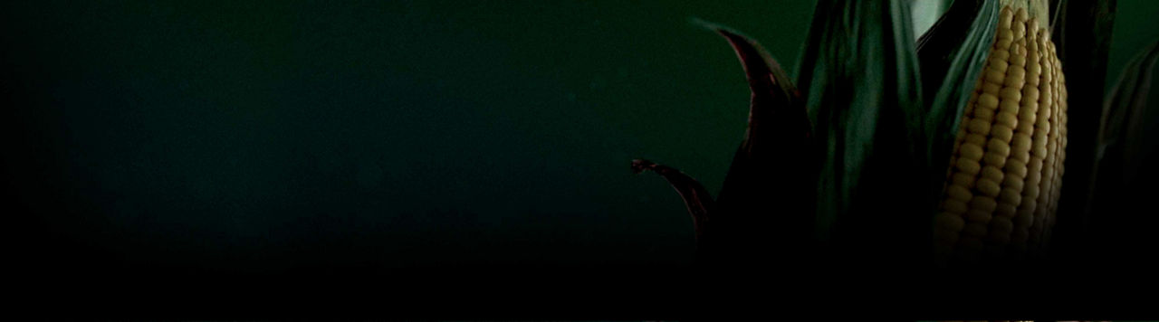 Image - top of corn ear - right side of banner