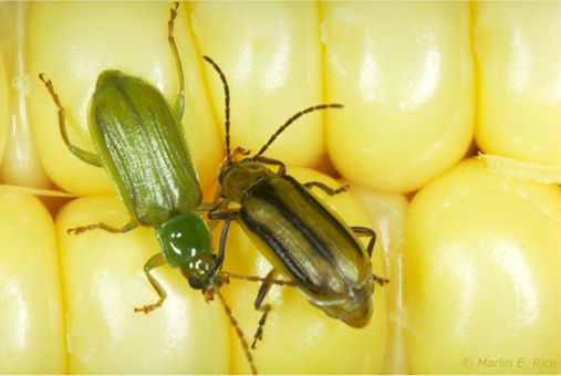 corn rootworm