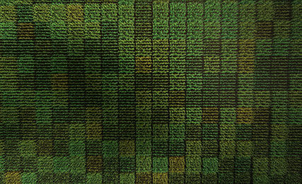 Corn Revolution - corn field - aerial view