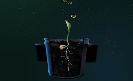 Corn Revolution - seed in container