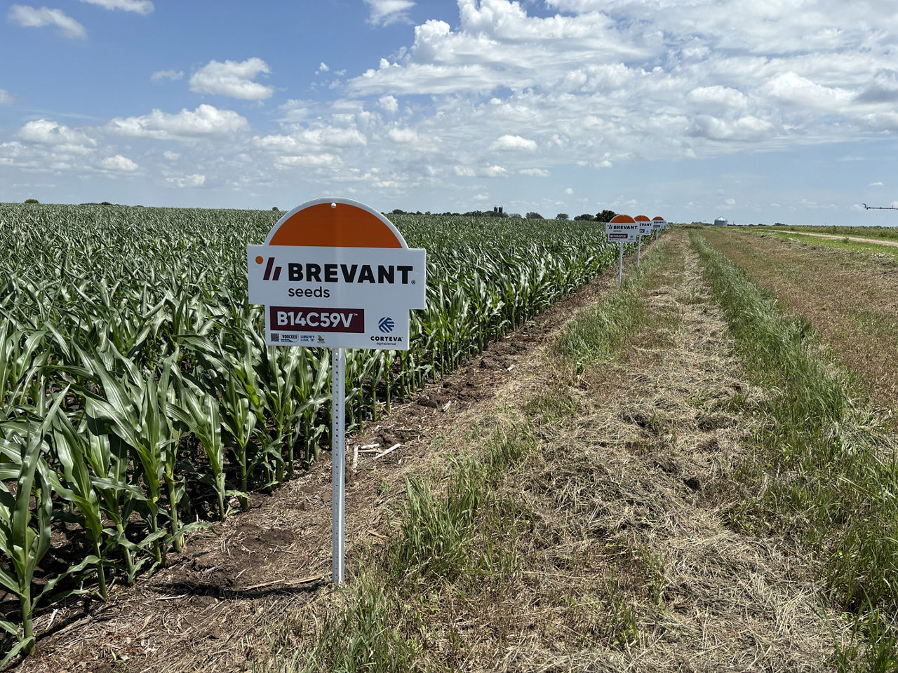 Harvest ready soybeas