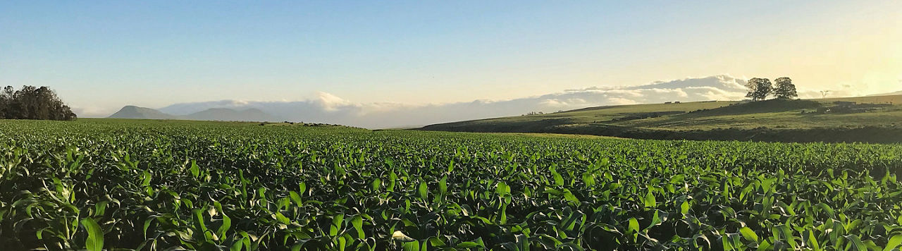 Crop field sunrise on horizon