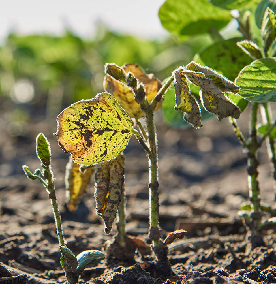 Soybean wilting