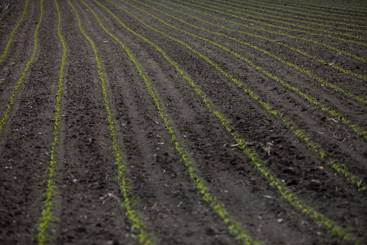 Photo - Emerging Field - Corn - Long range