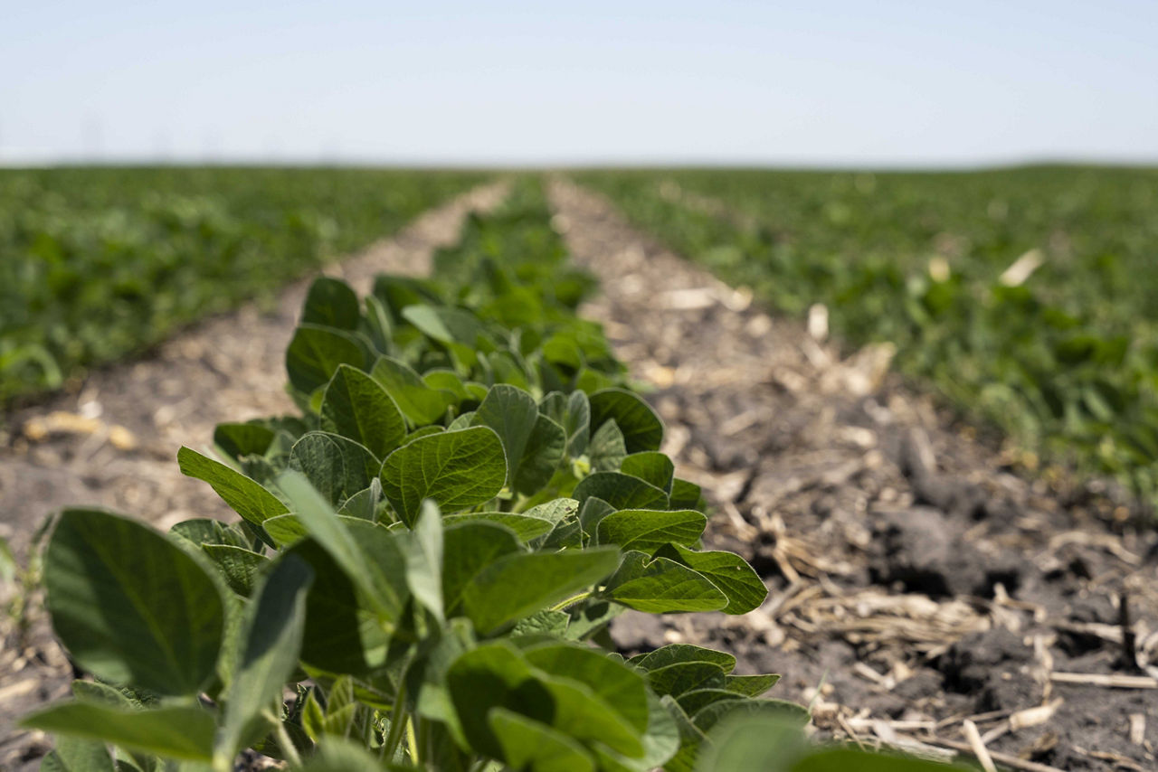 Photo - Field - Emerging Soybeans