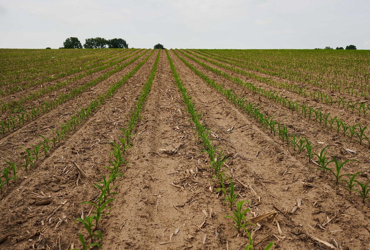 Delayed Corn Planting