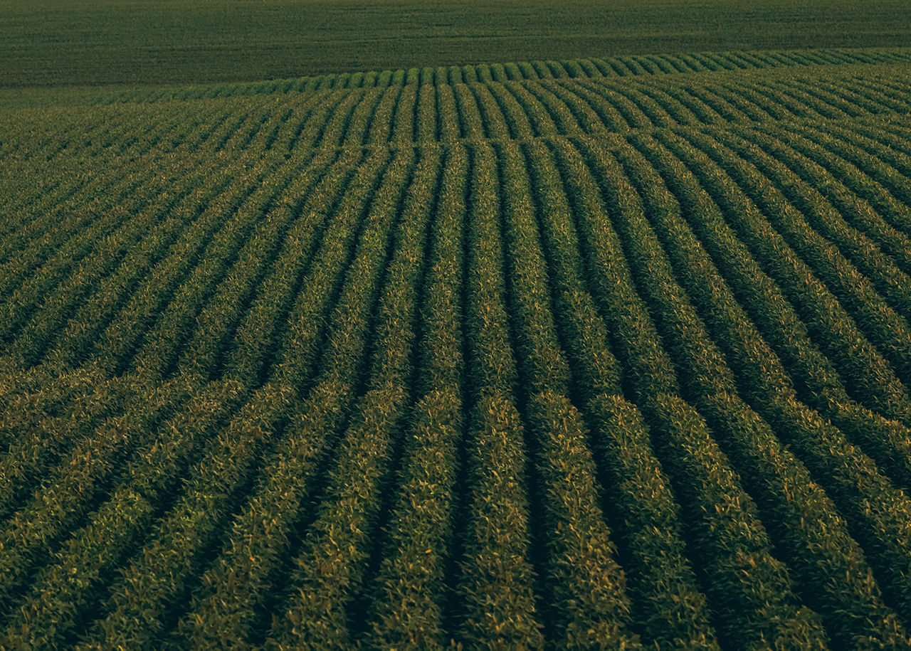 green soybean field