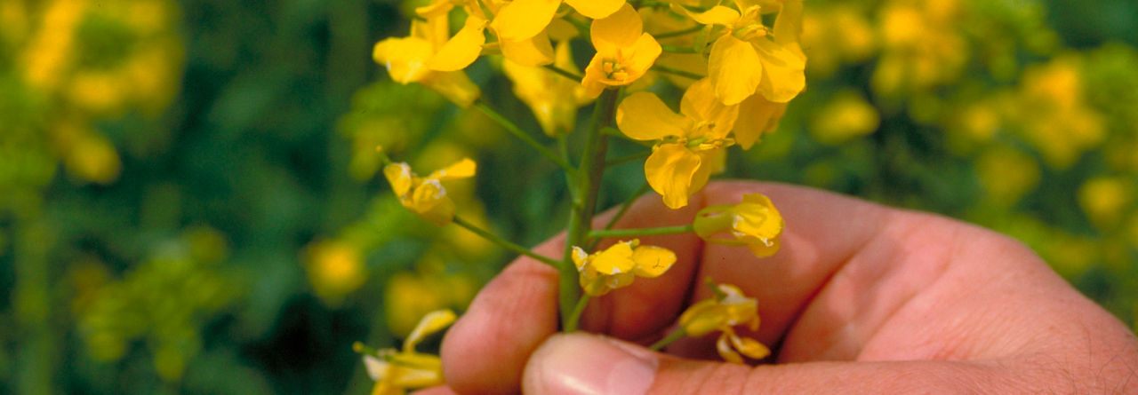 Photo - Closeup - hand holding canola plant