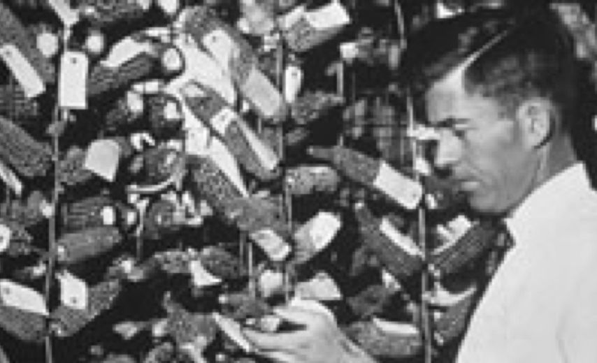Henry Wallace Examina el Maíz
