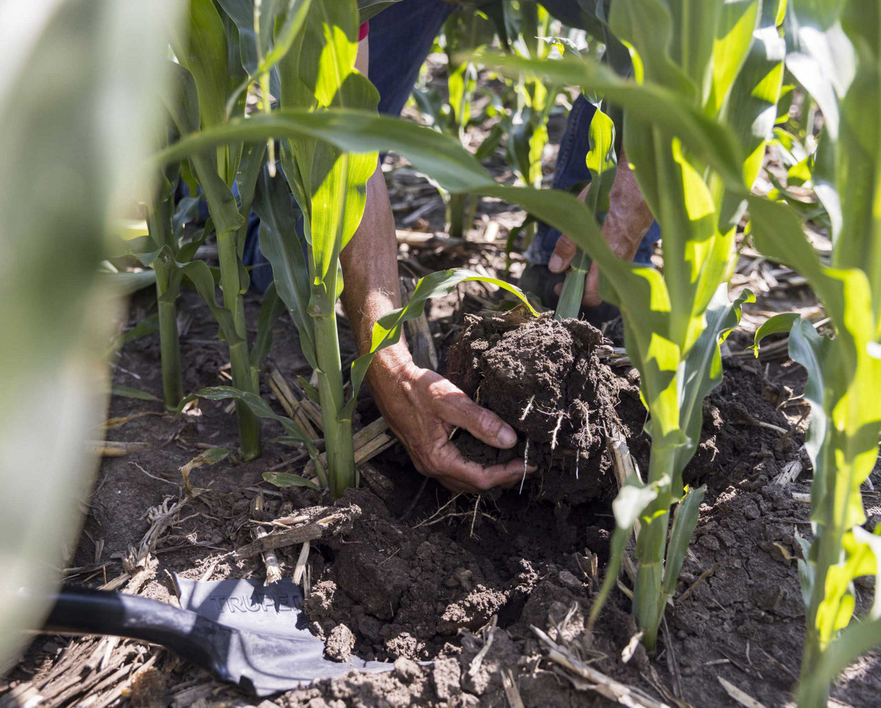 Overpower Corn Rootworm