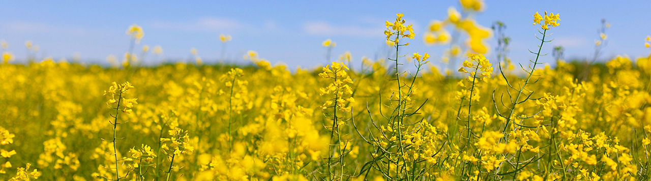 Learn More About the Winter Canola Hybrid Available Today