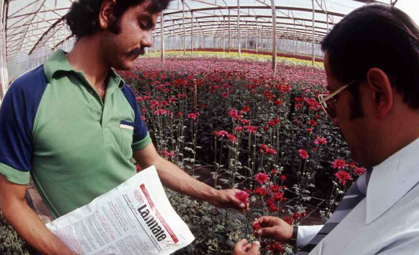 Hombres examinando Lannate Methomyl Insecticida