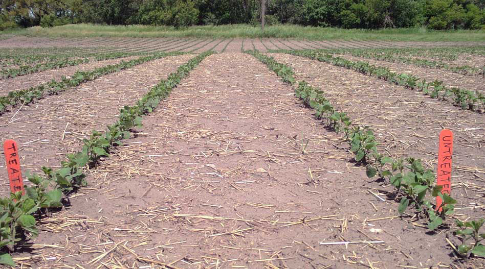 Spot the difference - seed treatment - before