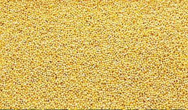 MILLET
