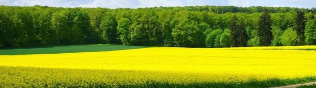 Mesurer l’intérêt de chaque levier et évaluer le rôle du colza