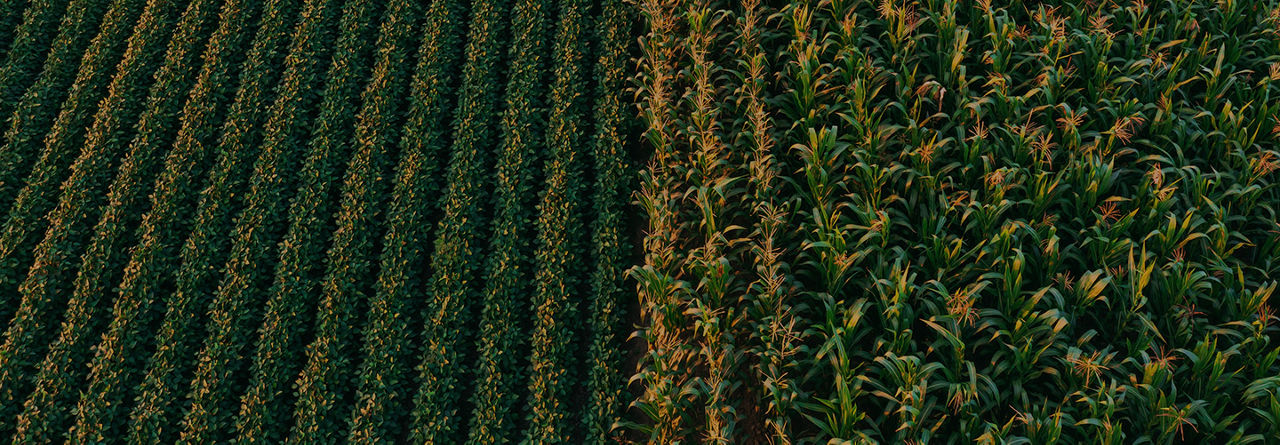 XL Seed Technology