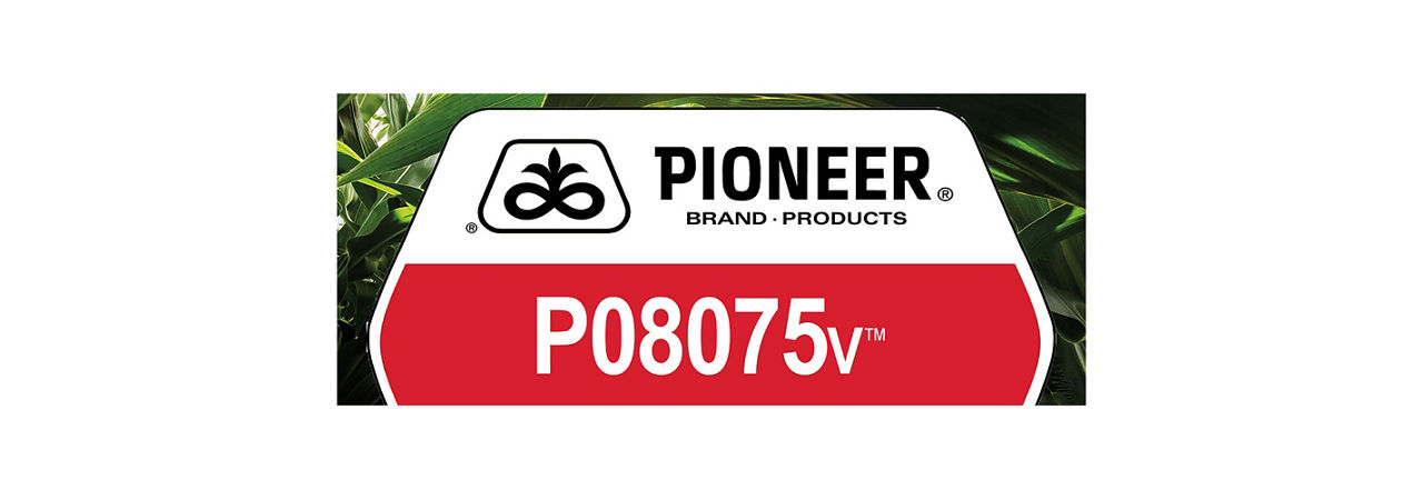 P08075V