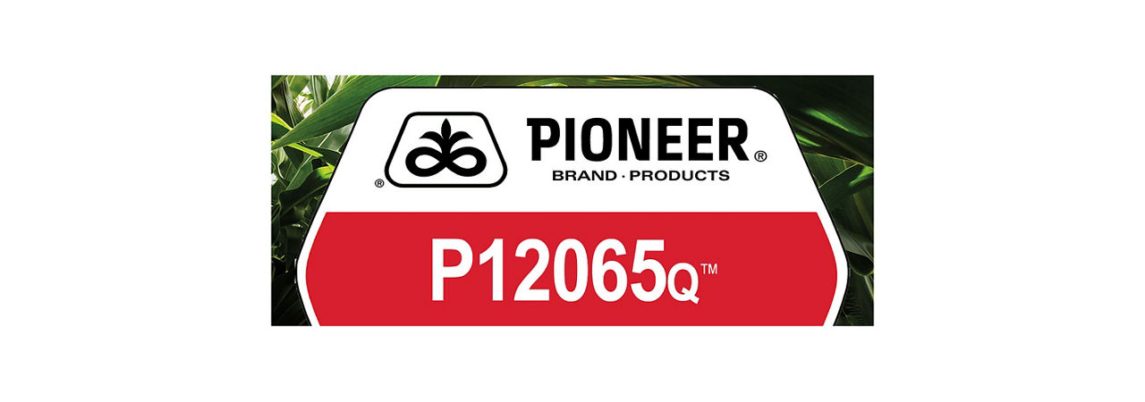 P12065Q