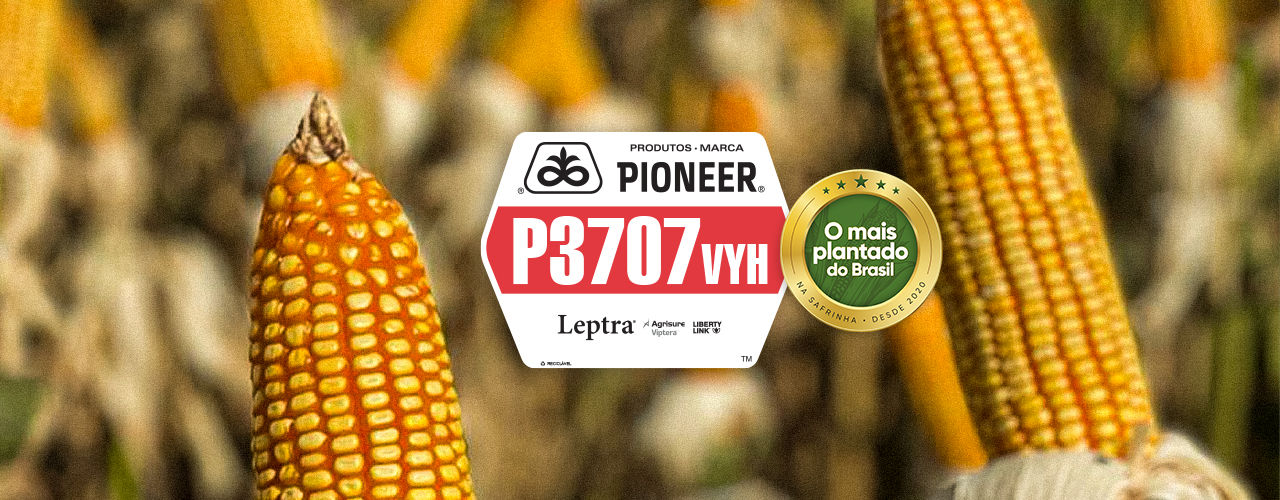 P3707VYH - O mais plantado do Brasil