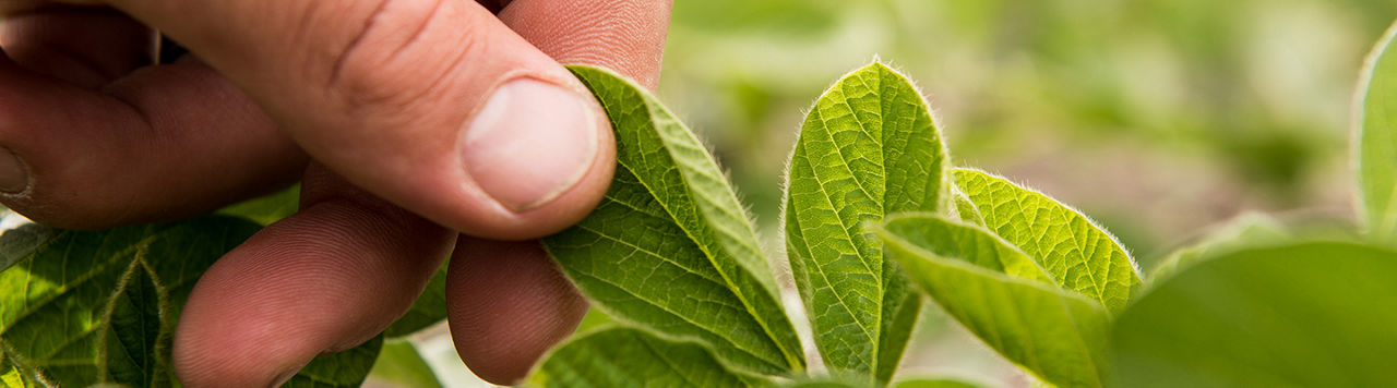 Pioneer Premium Seed Treatment