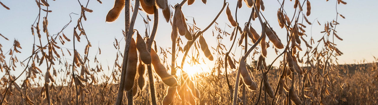 Pioneer Soybean