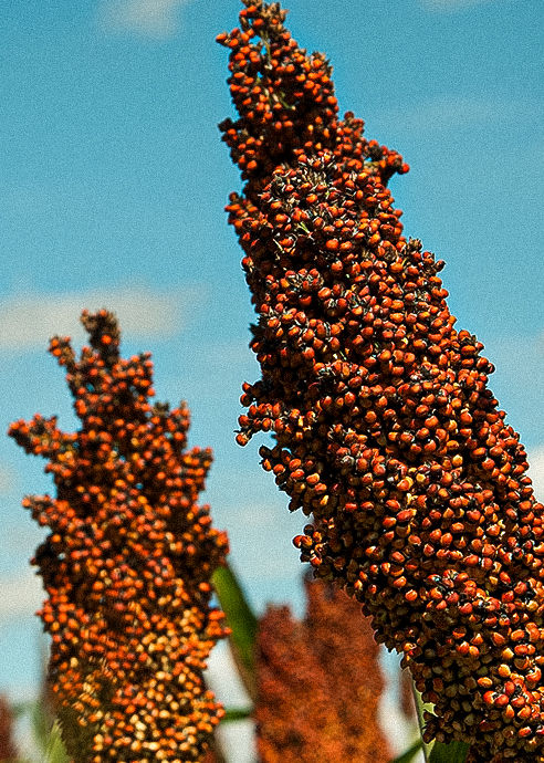 Sorgo