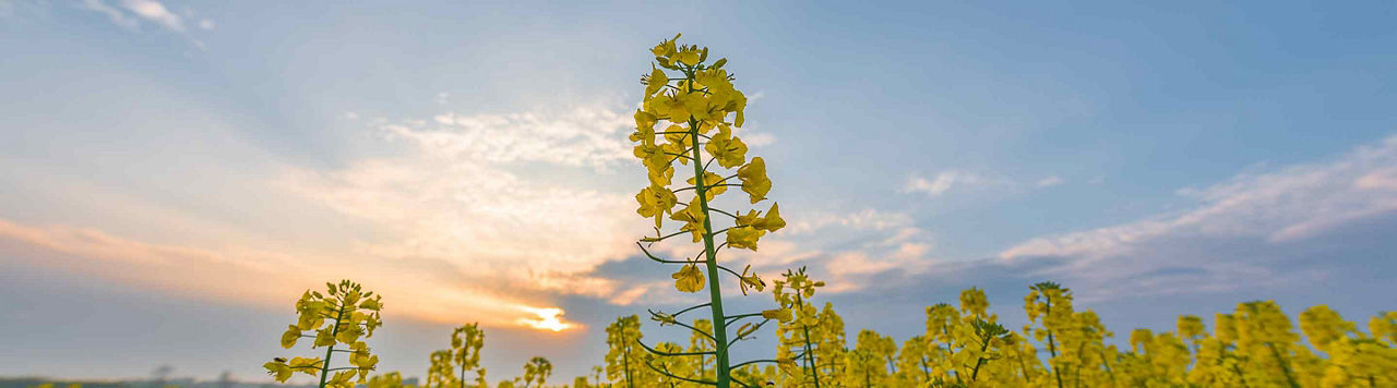 Protector Sclérotinia de Brevant, pour faciliter la lutte sur colza