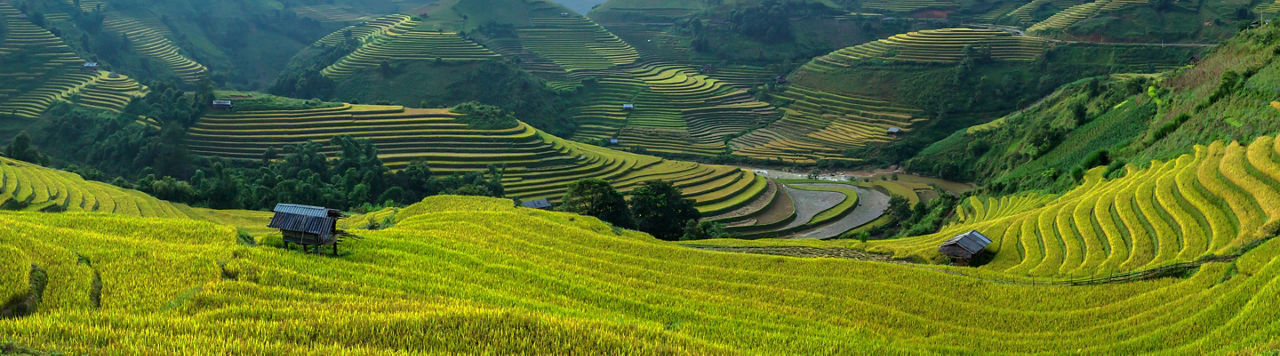 Image of Rice Terraces In Vietnam