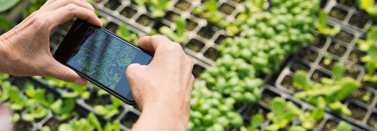 Smartphone Capturing Photo of Plants