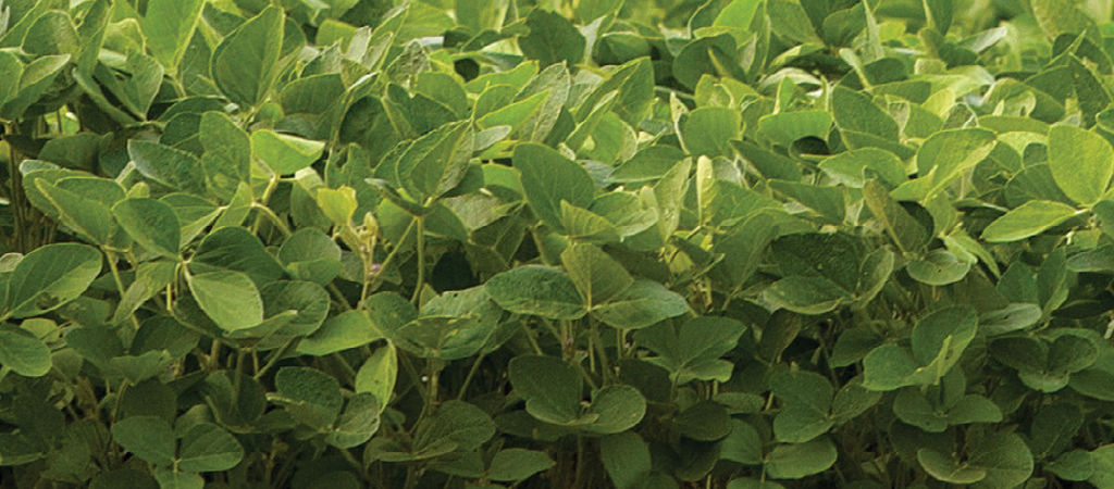 Soybean close-up