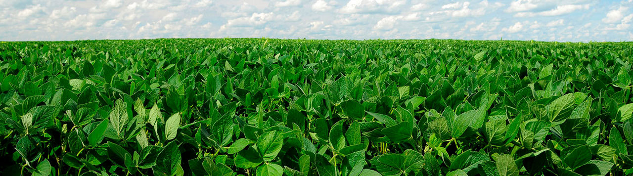 campo soja abierto