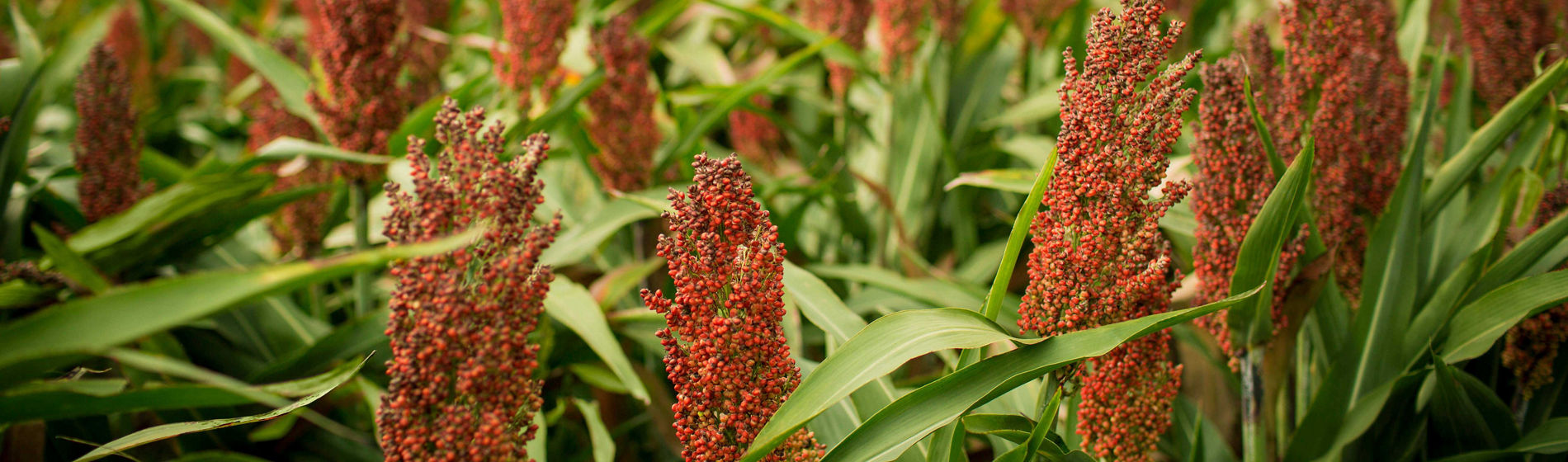 Photo - closeup - sorghum field midseason
