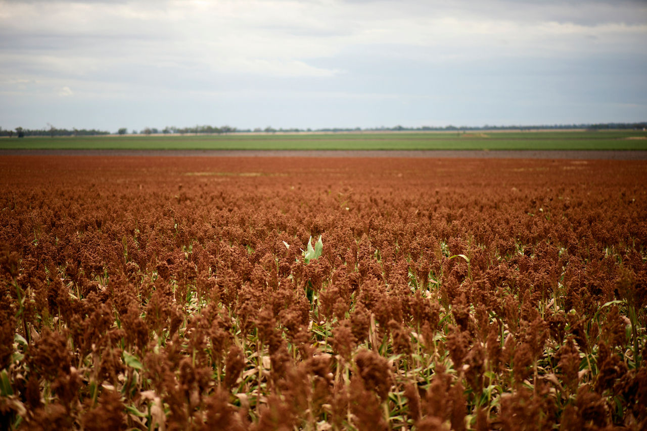 IMG-Sorgo_new