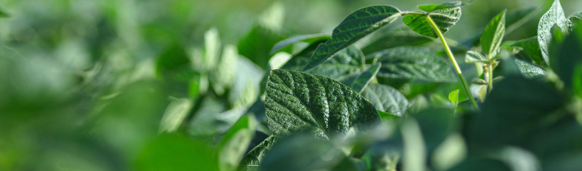 soybean close up
