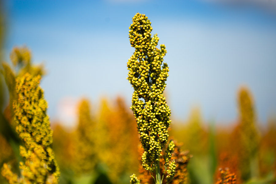 TSI NOS CULTIVARES DE SORGO