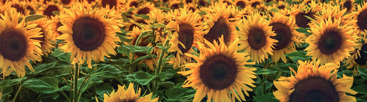 Tournesol : bien gérer les résidus après récolte pour limiter la pression maladies