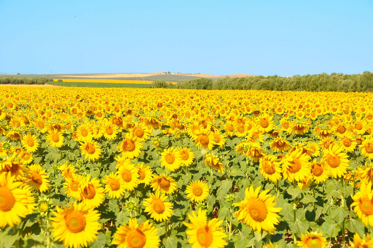 Champs de tournesol