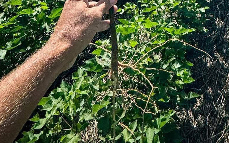 cotton plant roots in field