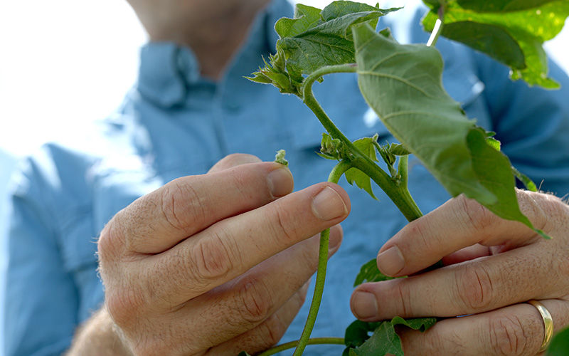 cotton plant